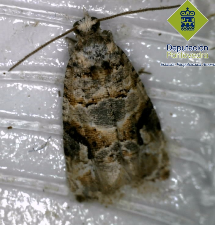 Polilla del Racimo - Grapevine moth - Couza do acio >> Detalle Lobesia botrana.jpg